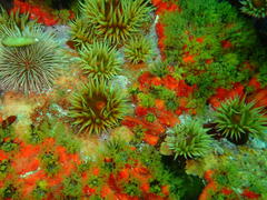 Pseudactinia flagellifera