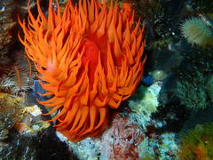 Pseudactinia flagellifera