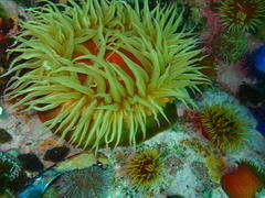 Pseudactinia flagellifera