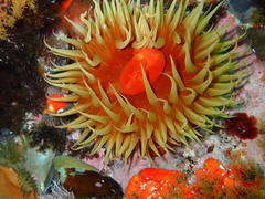 Pseudactinia flagellifera