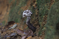 Strobilomyces latirimosus