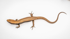 Giant Litter Skink photo 3