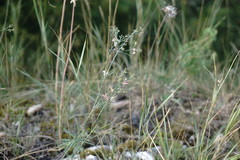 Asperula tenella
