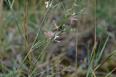 Asperula tenella