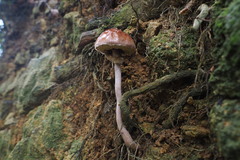 Aureoboletus viscosus