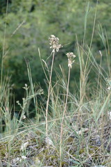 Allium flavum tauricum