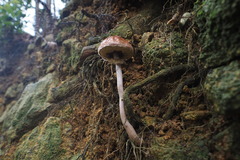 Aureoboletus viscosus