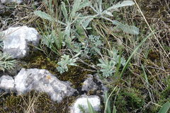 Alyssum calycocarpum