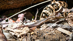 Northern Litter Skink photo 2