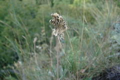 Allium flavum tauricum