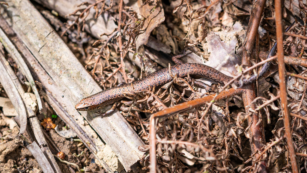 Northern Litter Skink