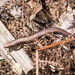 Northern Litter Skink - Photo (c) Damien Brouste, some rights reserved (CC BY-NC), uploaded by Damien Brouste