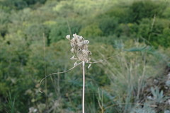 Allium flavum tauricum