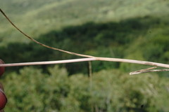 Allium flavum tauricum