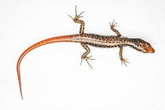 Marmorosphax tricolor