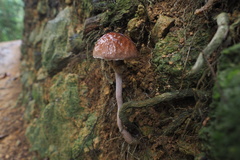 Aureoboletus viscosus