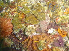 Exallosorus harveyanus