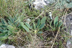 Anthyllis vulneraria boissieri