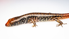 Marmorosphax tricolor