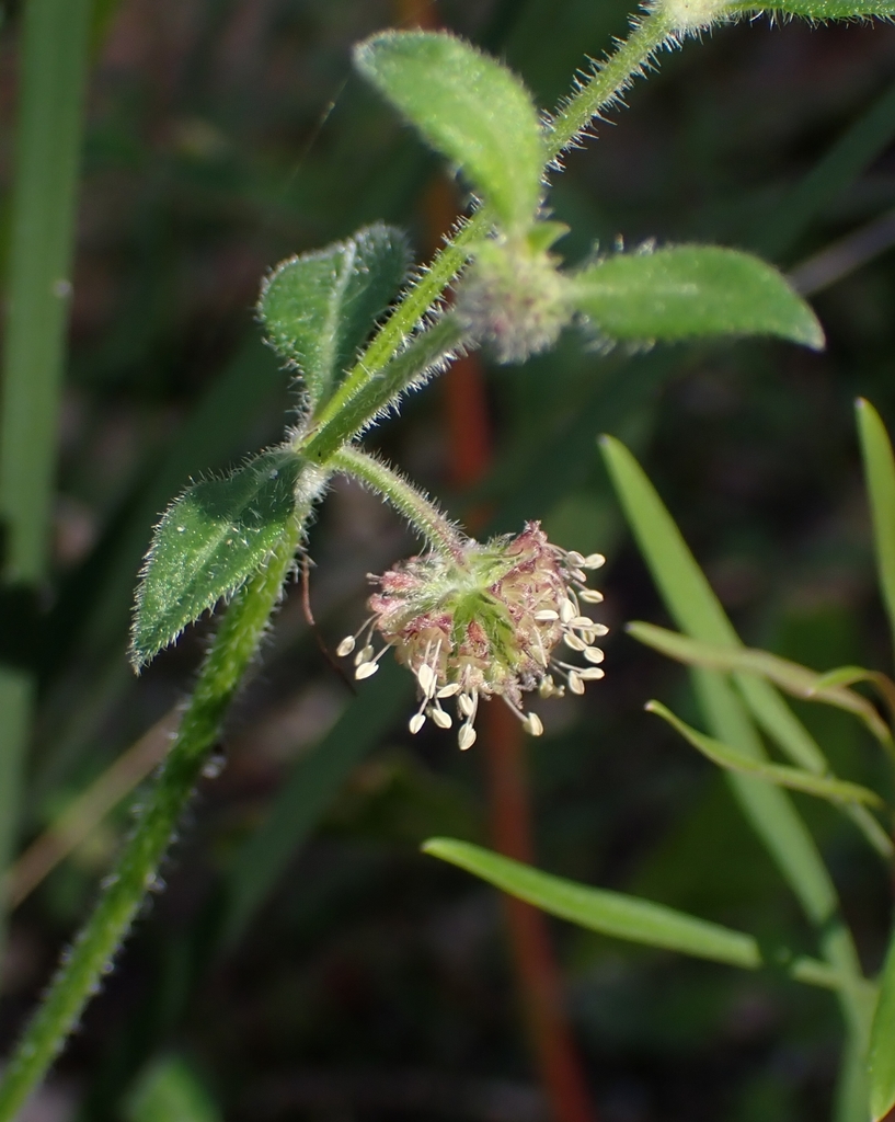 hairy stinkweed