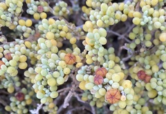 Tetraena fontanesii