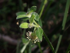 Opercularia hispida