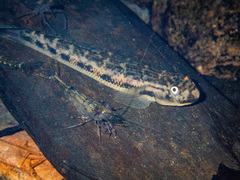 Sicyopterus lagocephalus