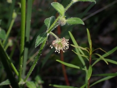 Opercularia hispida