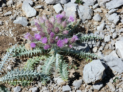 Carduus carlinoides