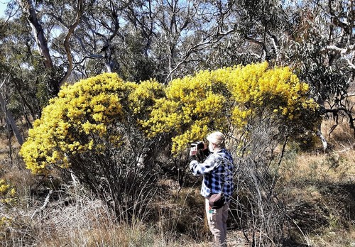 Acacia caesiella, 2021-09-01