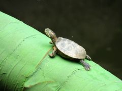Trachemys scripta elegans