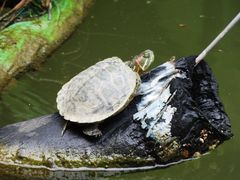 Trachemys scripta elegans