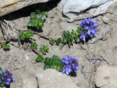 Veronica nummularia