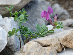 Vicia pyrenaica