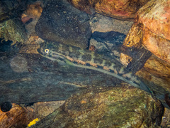 Sicyopterus lagocephalus