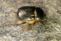 Adoryphorus coulonii