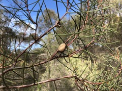 Hakea mitchellii