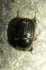 Adoryphorus coulonii