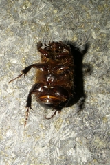 Adoryphorus coulonii