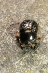 Adoryphorus coulonii