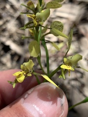 Diuris platichila