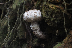 Strobilomyces latirimosus