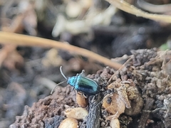 Alticina