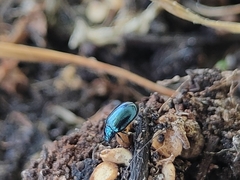 Alticina