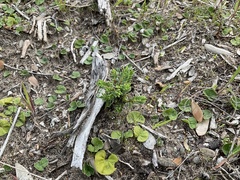 Pimelea serpyllifolia
