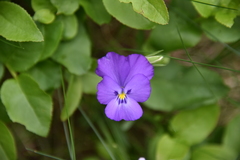 Viola calcarata