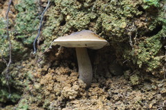 Retiboletus brunneolus