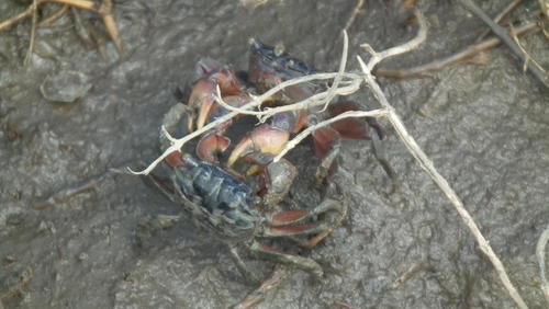 Parasesarma catenatum