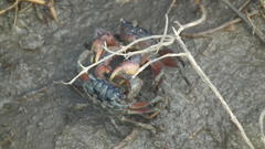 Parasesarma catenatum