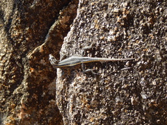 Platysaurus intermedius